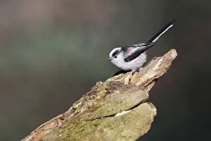 Aegithalos: Long-tailed Tit