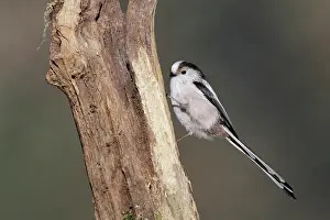 Aegithalos: Long-tailed Tit