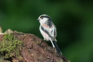 Aegithalos: Long-tailed Tit
