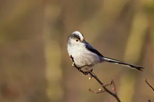 Aegithalos: Long-Tailed Tit - adult