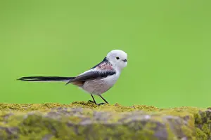 Aegithalos: Long-Tailed Tit - adult