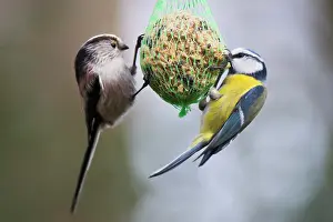 Aegithalos: Long-tailed tit (Aegithalos caudatus) and blue tit