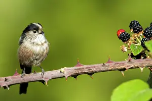 Aegithalos: Long-tailed Tit (Aegithalos caudatus) on Bramble