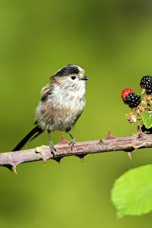 Aegithalos: Long-tailed Tit (Aegithalos caudatus) on Bramble
