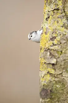 Sideview: Long-tailed Tit (Aegithalos caudatus) branched
