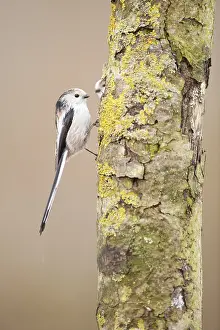 Aegithalos: Long-tailed Tit (Aegithalos caudatus) branched