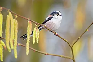 Sideview: Long-tailed Tit (Aegithalos caudatus) on a Common Alder (Aln