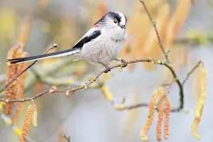 Alder: Long-tailed Tit (Aegithalos caudatus) on a Common Alder (Aln