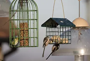 Mark Boulton: Long tailed tit Aegithalos caudatus eating fat balls
