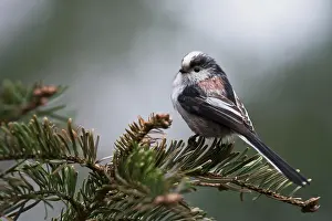 Aegithalos: Long-tailed tit (Aegithalos caudatus), Emsland
