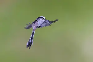 Aegithalos: Long-tailed tit (Aegithalos caudatus) in flight