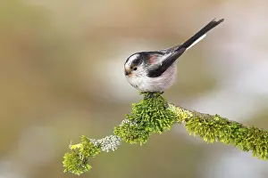 Aegithalos: Long-tailed tit (Aegithalos caudatus), sitting on