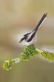 Aegithalos: Long-tailed tit (Aegithalos caudatus), sitting on