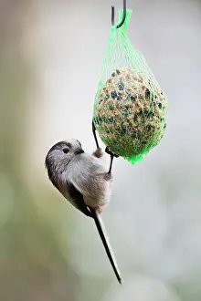 Titmouse: Long-tailed tit (Aegithalos caudatus), at a titmouse