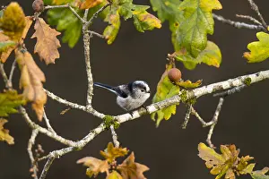 120219: Long Tailed Tit - Autumn - Cornwall - UK