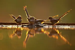 Aegithalos: Long Tailed Tit - backlit at forest pool