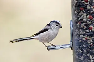 Aegithalos: Long-tailed Tit - on bird feeder