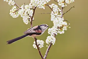 Aegithalos: Long - tailed Tit - on Blackthorn