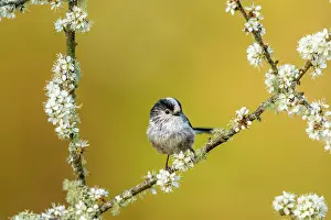Blackthorn: Long Tailed Tit - on Blackthorn Blossom - Cornwall - UK