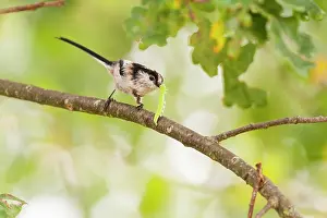 Aegithalos: Long-tailed Tit with caterpillar in its beak, on