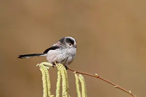 Aegithalos: Long tailed Tit - on catkins