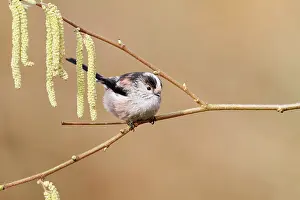 Aegithalos: Long-tailed Tit - on catkins