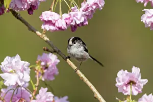 300817: Long Tailed Tit - on Cherry Blossom - Cornwall - UK
