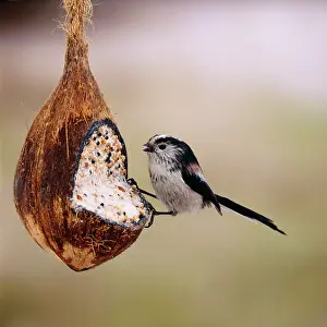 Suet: LONG TAILED TIT - on coconut filled with seeds, nut & suet