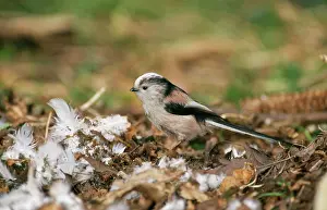 Aegithalos: Long-Tailed Tit - Collecting nesting material