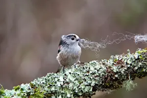 Aegithalos: Long Tailed Tit - collecting wool