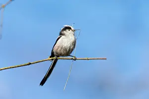 Aegithalos: Long-Tailed Tit, with dead grass in bill as nest