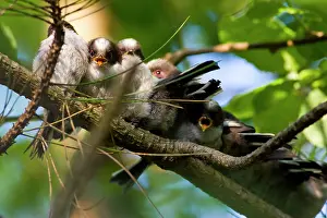 Aegithalos: Long-tailed Tit - family of recently fledged young