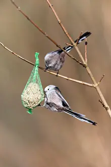 Aegithalos: Long tailed Tit - feeding on fat ball in winter