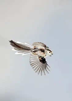 Aegithalos: Long-tailed Tit - in flight