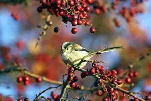 Aegithalos: Long Tailed Tit - With Hawthorn Berries