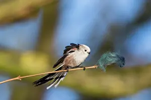 Wool: Long-Tailed Tit - inspecting wool on twig as nest