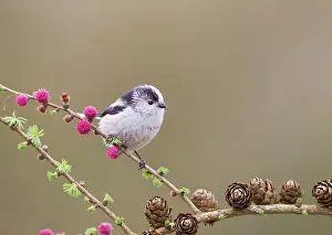 Aegithalos: Long - tailed Tit - on Larch