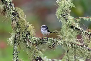 Branches: Long Tailed Tit - Amongst Lichen - UK