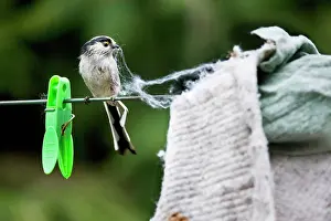Aegithalos: Long-tailed Tit - making nest with floor cloth