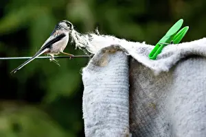 Aegithalos: Long-tailed Tit - making nest with floor cloth