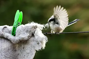 Aegithalos: Long-tailed Tit - making nest with floor cloth