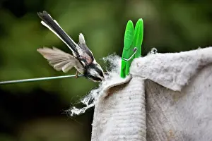 Aegithalos: Long-tailed Tit - making nest with floor cloth