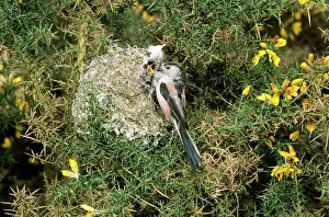 Aegithalos: Long-tailed Tit - at nest feeding young