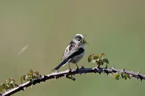 Aegithalos: Long-tailed Tit - With nest material in beak