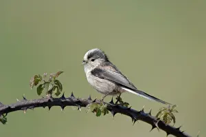Aegithalos: Long-tailed Tit - With nest material in beak