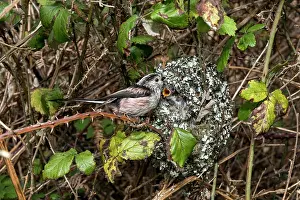 Long Tailed Tit - at Nest - UK