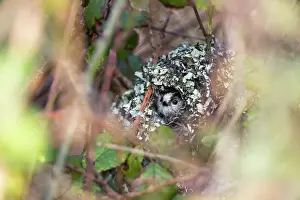Snug: Long Tailed Tit - In Nest - UK