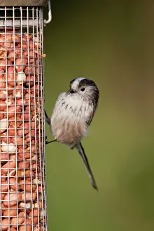 Peanuts: Long Tailed Tit - on a peanut feeder
