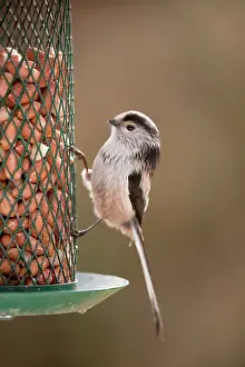 Aegithalos: Long Tailed Tit - at peanut feeder - garden