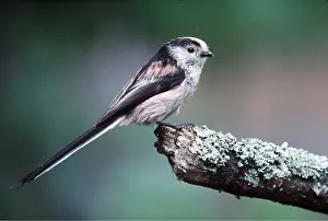Tits: LONG-TAILED TIT, ON PERCH
